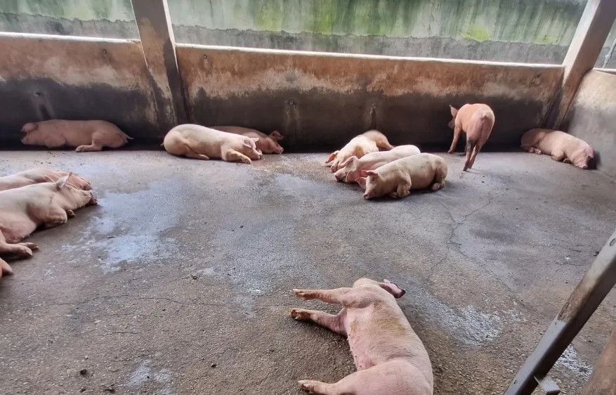 Đồng Nai: Phát hiện một cơ sở thu gom heo nhiễm bệnh dịch tả heo châu Phi về tiêu thụ