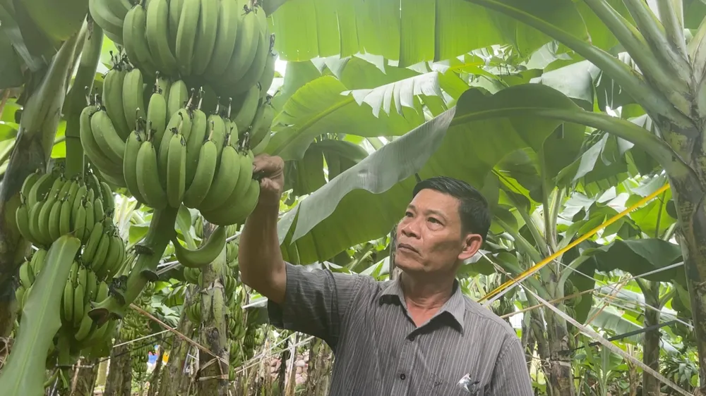 Đồng Nai: Nâng cao giá trị sản phẩm nông nghiệp nhờ chương trình OCOP
