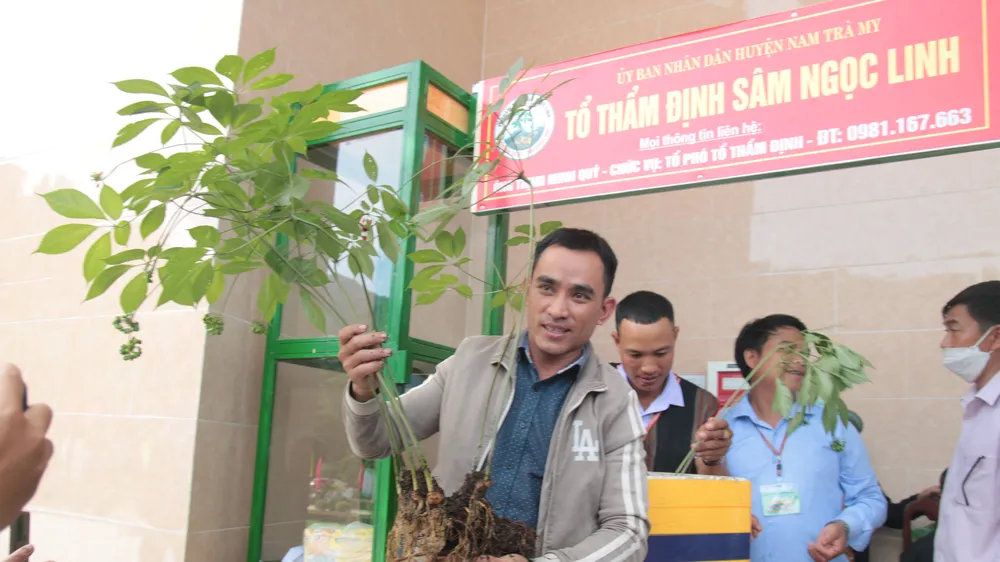 Cây sâm Ngọc Linh 20 tuổi, nặng 9 lạng, với 7 thân đang cho hoa được rao bán với mức giá 800 triệu đồng. Ảnh: NGUYỄN CƯỜNG