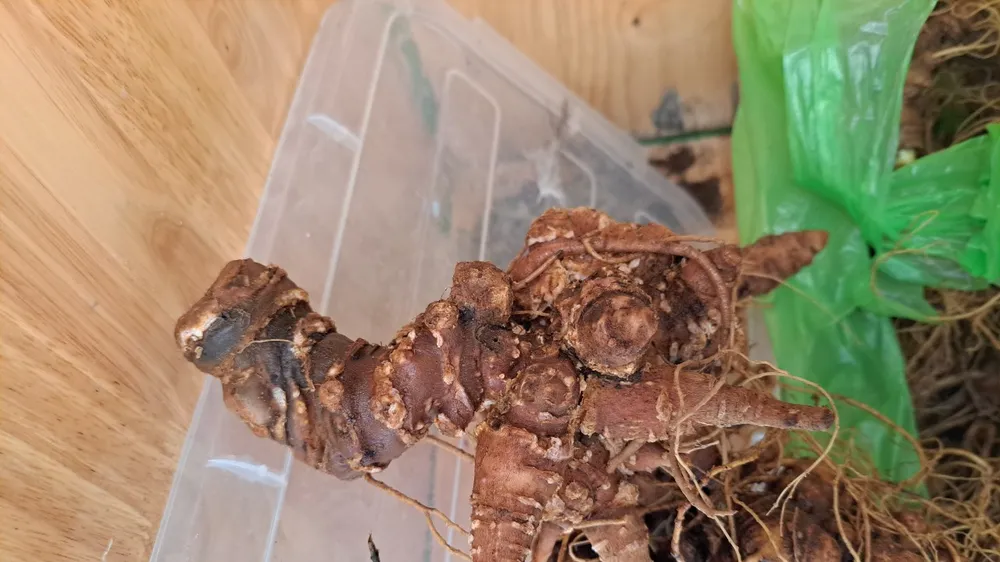 Phát hiện hơn 2kg sâm nghi là sâm Ngọc Linh giả tuồn vào phiên chợ sâm ở Quảng Nam