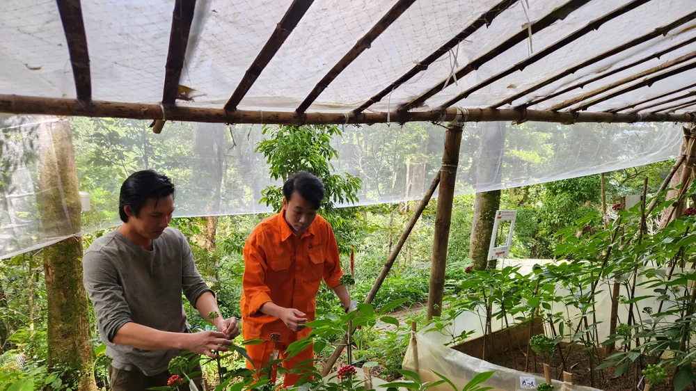Quảng Nam sẽ hình thành trung tâm công nghiệp dược liệu mang tầm quốc gia (trong ảnh là mô hình trồng sâm Ngọc Linh theo quy mô công nghiệp)