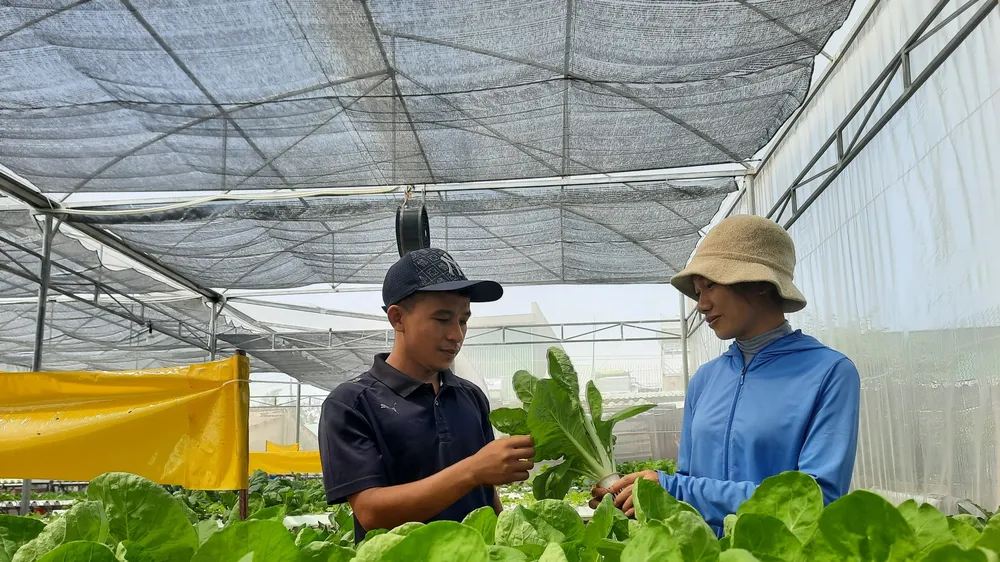 Quảng Nam bứt phá từ "cú huých" quy hoạch - Bài 2: Hướng đến vùng sản xuất nông nghiệp công nghệ cao