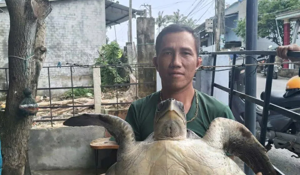 Đồi mồi dứa khoảng 17kg bị mắc vào lưới ngư dân