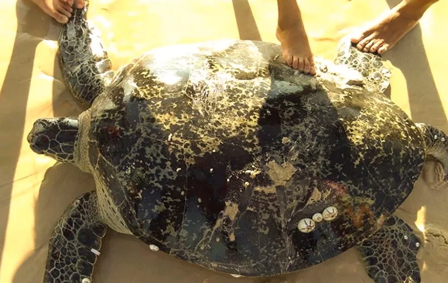 Rùa biển nặng hơn 100 kg mắc lưới ngư dân