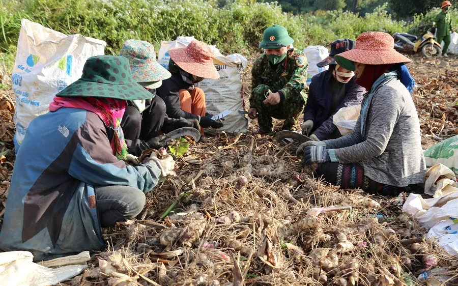 Cán bộ, chiến sĩ Đoàn kinh tế - Quốc phòng 337 hỗ trợ người dân thôn Xa Ry thu hoạch củ dong riềng