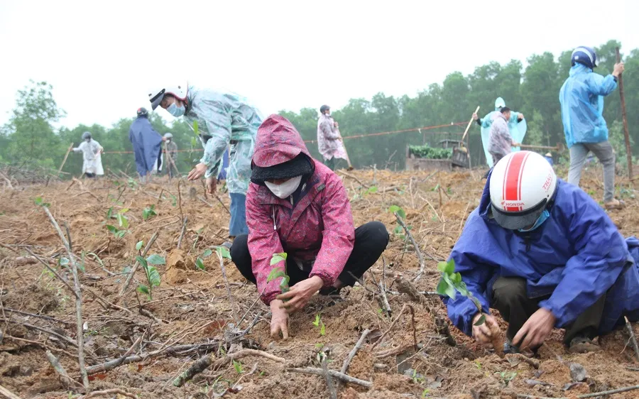 Người dân huyện Cam Lộ trồng cây quế tại khu vực hồ Đá Lã, xã Cam Thủy
