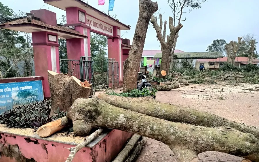 Quảng Trị: Nhiều cây xà cừ trong sân trường bị cắt trụi, cưa hạ