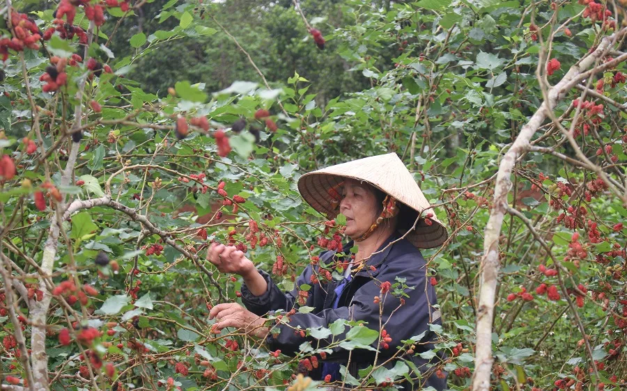 Trồng dâu tằm gắn với chế biến sản phẩm cho thu nhập cao