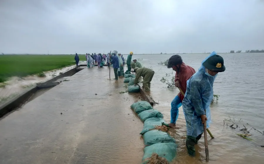Miền Trung: Dầm mưa cứu lúa và hoa màu khỏi ngập úng