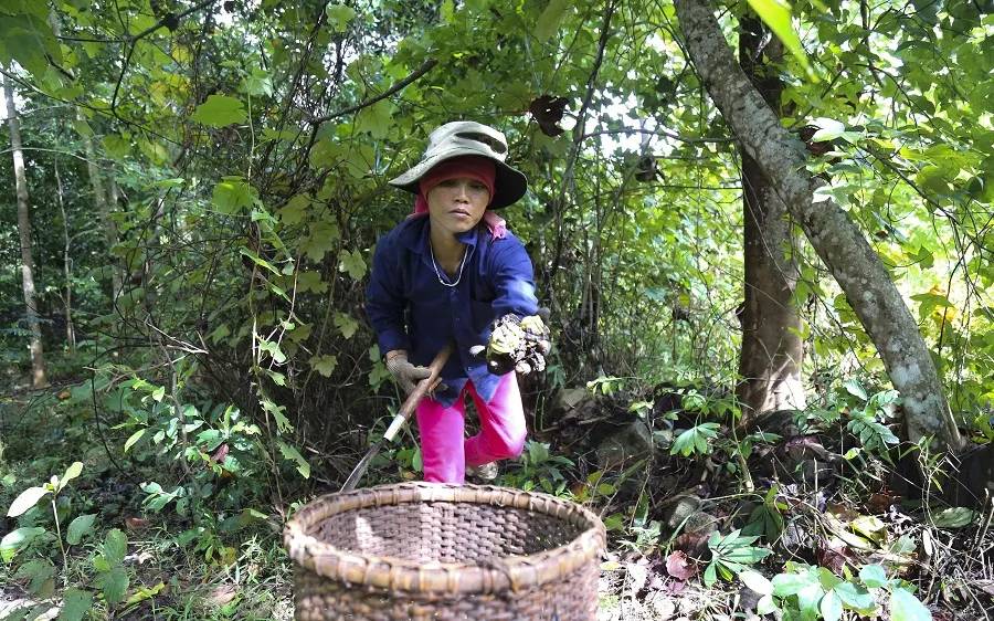 Trồng trẩu, nguồn sinh kế cho người dân huyện miền núi Quảng Trị 