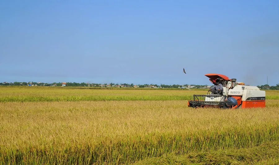 Quảng Trị xuất khẩu lô gạo hữu cơ đầu tiên sang thị trường châu Âu 
