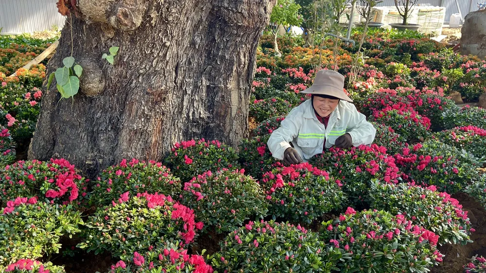 Hoa cảnh được chăm sóc, bố trí rực rỡ trong công viên chuẩn bị đưa vào phục vụ người dân. Ảnh: HOÀNG HÙNG 