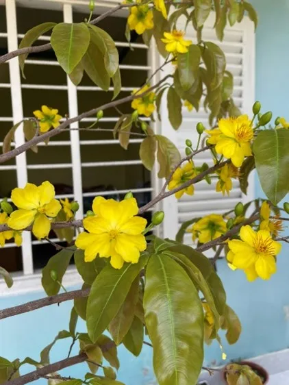 Xin một lần đón lại tết xưa