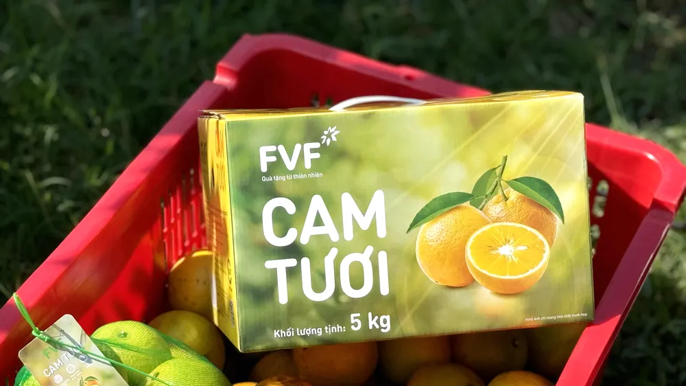 Vườn cam đặc sản lớn nhất miền Trung của Tập đoàn TH: Chất lượng thuộc hàng "tiến vua"