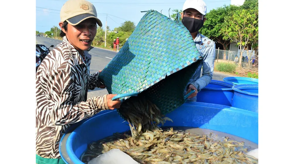 Nỗ lực không để đứt gãy chuỗi sản xuất tôm