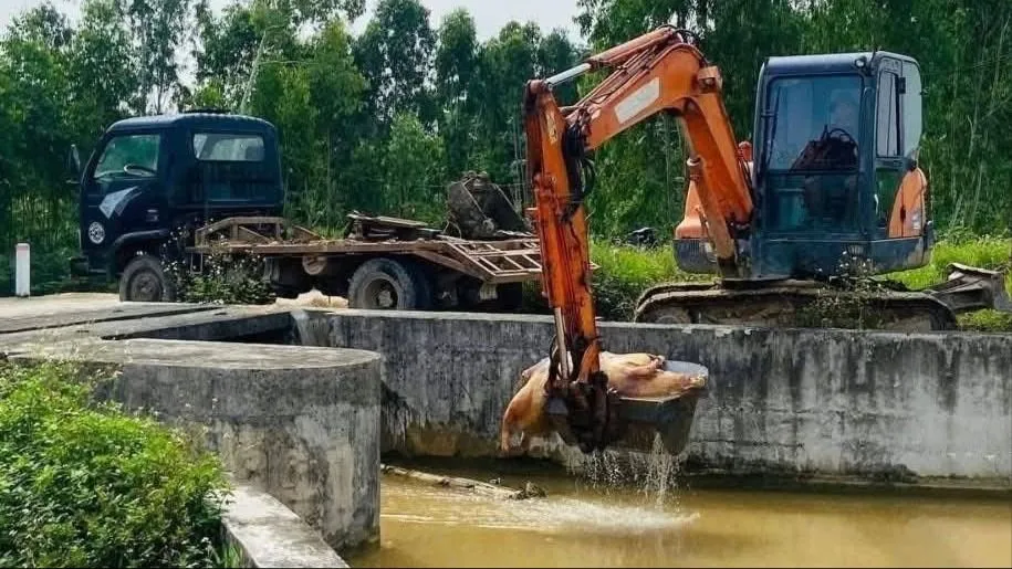 Nguy cơ dịch tả heo châu Phi lây lan rộng