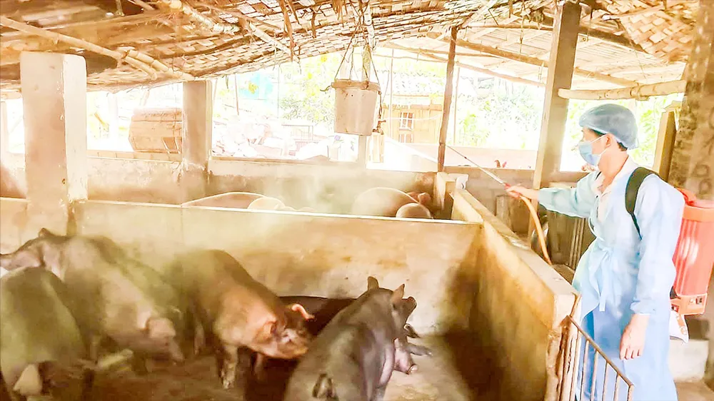 Khẩn cấp ngăn chặn dịch tả heo châu Phi lan rộng: Muốn tái đàn phải “quét sạch” mầm bệnh
