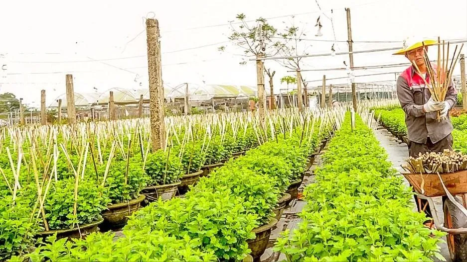 Miền Trung: Canh mưa, trông nắng vụ rau, hoa tết