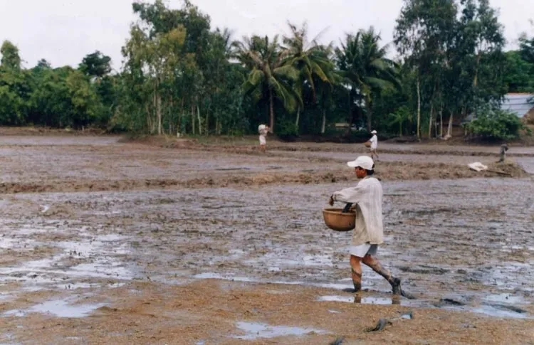 ĐBSCL thiếu khoảng 50.000 - 70.000 tấn lúa giống