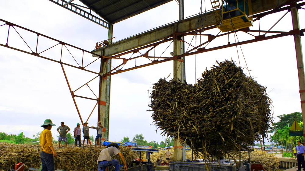 Khoảng 200.000 tấn mía ở Hậu Giang chờ tiêu thụ 