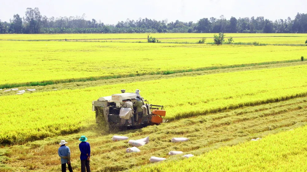 Việt Nam đang dẫn đầu giá xuất khẩu gạo 5% và 25% tấm 