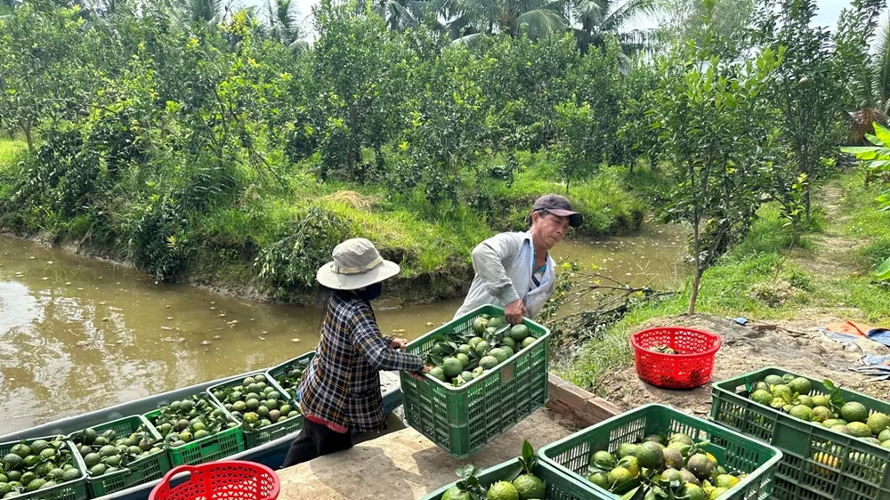 Vĩnh Long: Giá cam sành đang nhích dần đến 10.000 đồng/kg