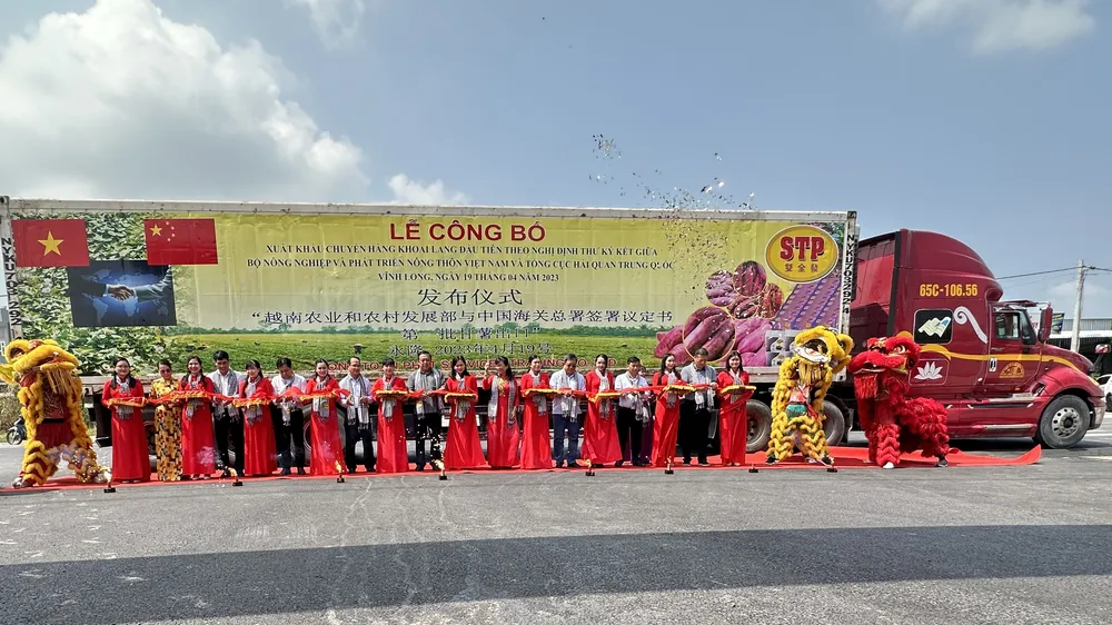 Vĩnh Long: Xuất khẩu chuyến hàng khoai lang chính ngạch đầu tiên sang Trung Quốc 