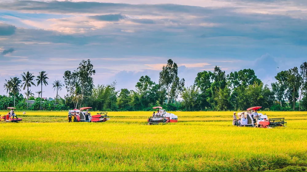 Việc hình thành các cánh đồng sản xuất lớn sẽ giúp nông dân thuận lợi sản xuất lúa chất lượng cao và phát thải thấp 