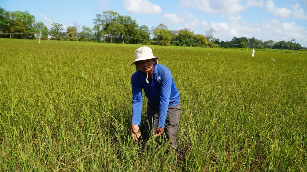 Bàn giải pháp để miền Tây sống chung với hạn - mặn
