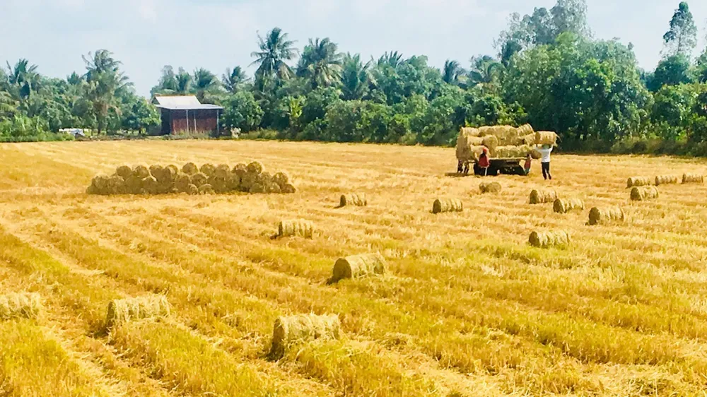 Nông dân ĐBSCL đã bắt đầu sử dụng rơm rạ để làm nấm, góp phần giảm phát thải