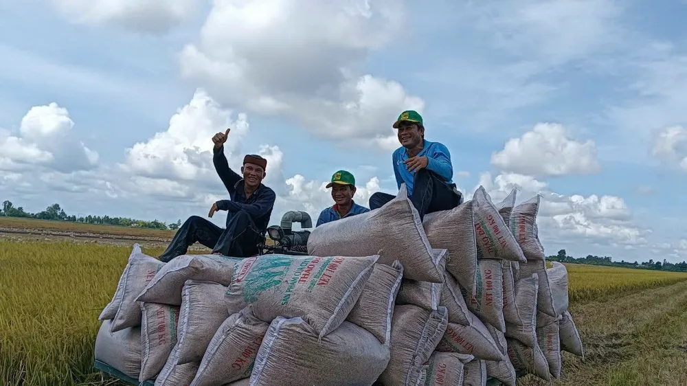ĐBSCL: Trồng 3.653ha lúa chất lượng cao vụ Đông Xuân