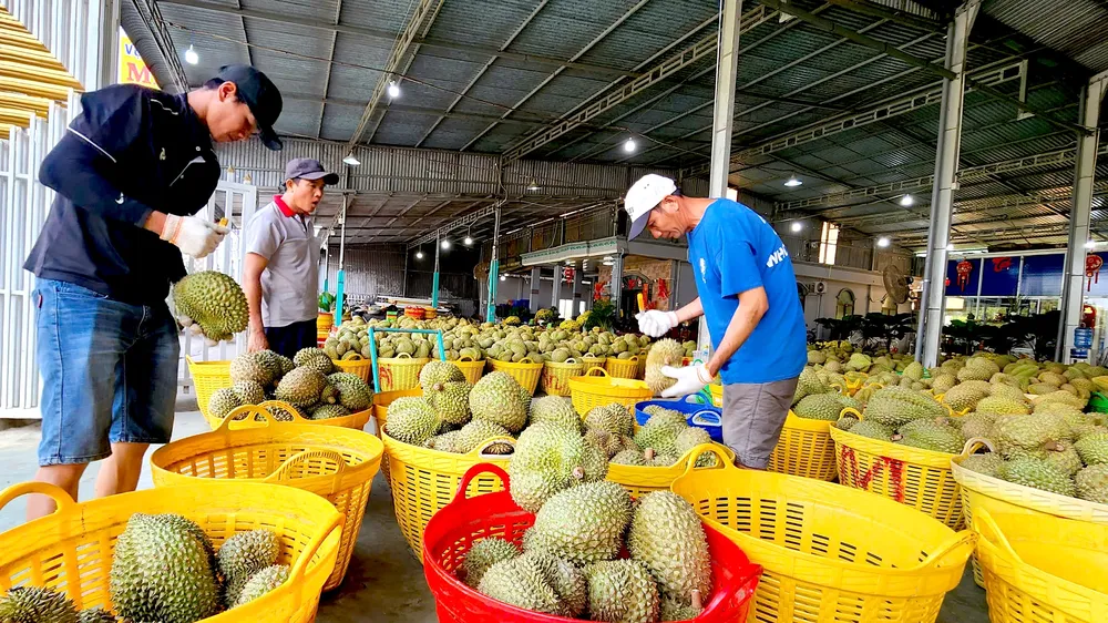 Một vựa thu mua sầu riêng tại huyện Cái Bè, tỉnh Tiền Giang. Ảnh: NGỌC PHÚC