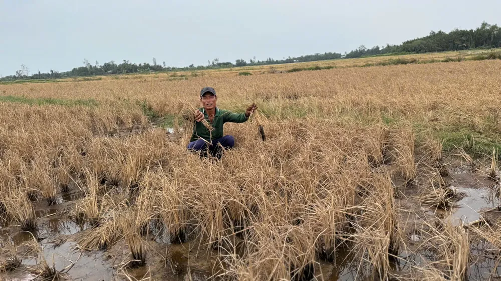 Lúa chết cạnh công trình cao tốc trên địa bàn tỉnh Hậu Giang