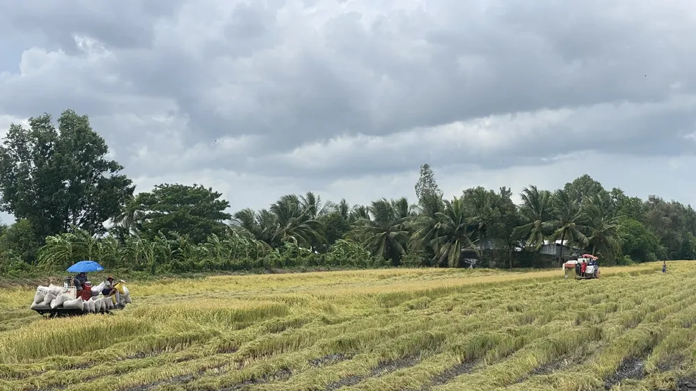Nông dân TP Cần Thơ tranh thủ thu hoạch lúa hè thu