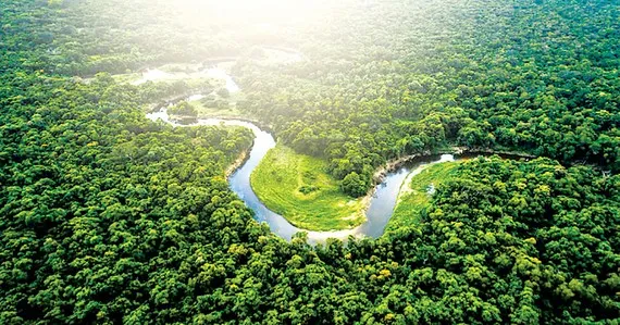 Rừng Amazon tại Brazil bị tàn phá nghiêm trọng
