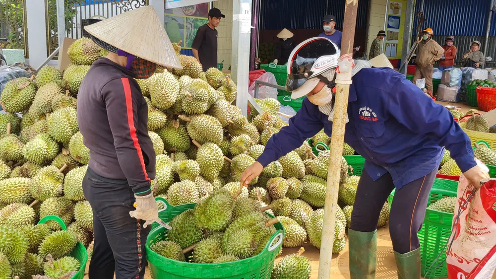 Sầu riêng ở Đắk Lắk vừa được thị trường Trung Quốc chấp thuận nhập khẩu bằng đường chính ngạch Ảnh: MAI CƯỜNG