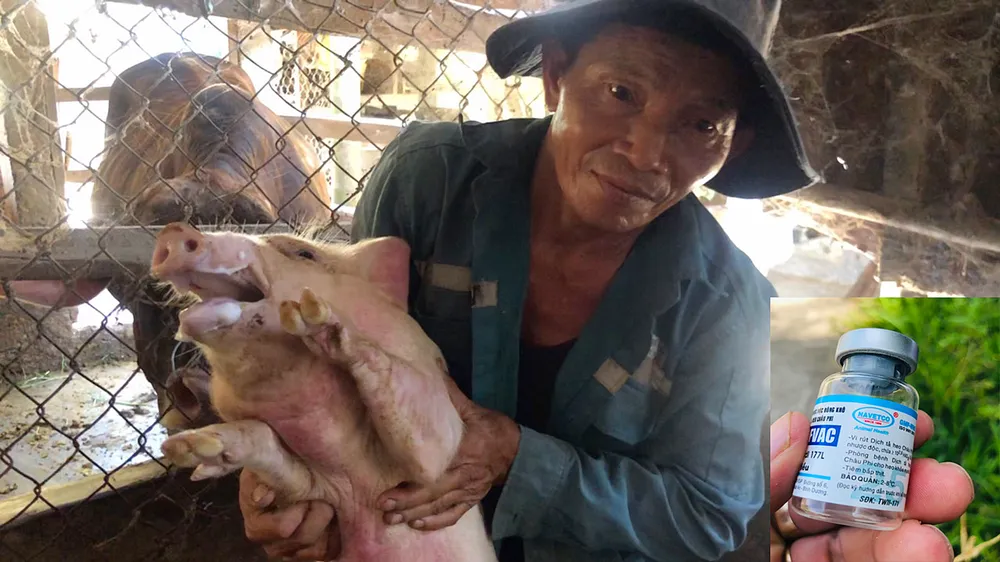 Đàn heo của hộ chăn nuôi Võ Minh Hồng (xã Tịnh Bình, huyện Sơn Tịnh, tỉnh Quảng Ngãi) chết sau khi tiêm vaccine NAVETCO-ASFVAC 