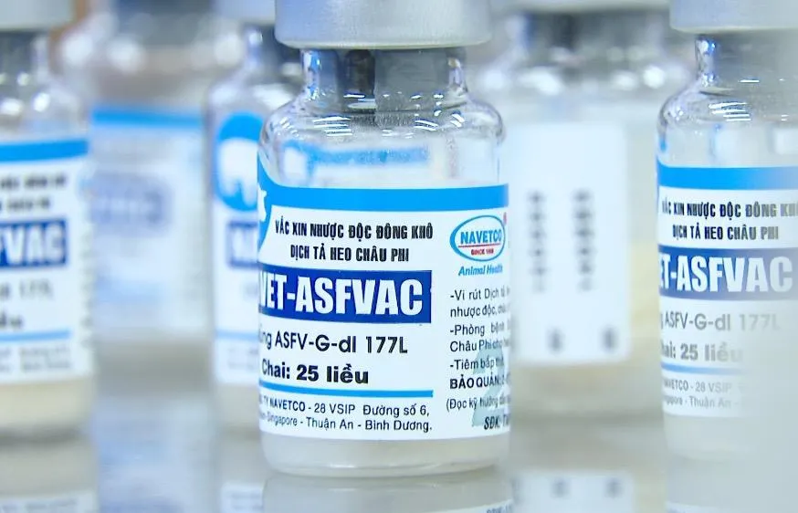 Đồng Nai: Chưa tiêm vaccine phòng dịch tả heo châu Phi