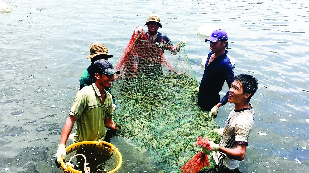 Thu hoạch tôm tại xã Lý Nhơn, huyện Cần Giờ, TPHCM