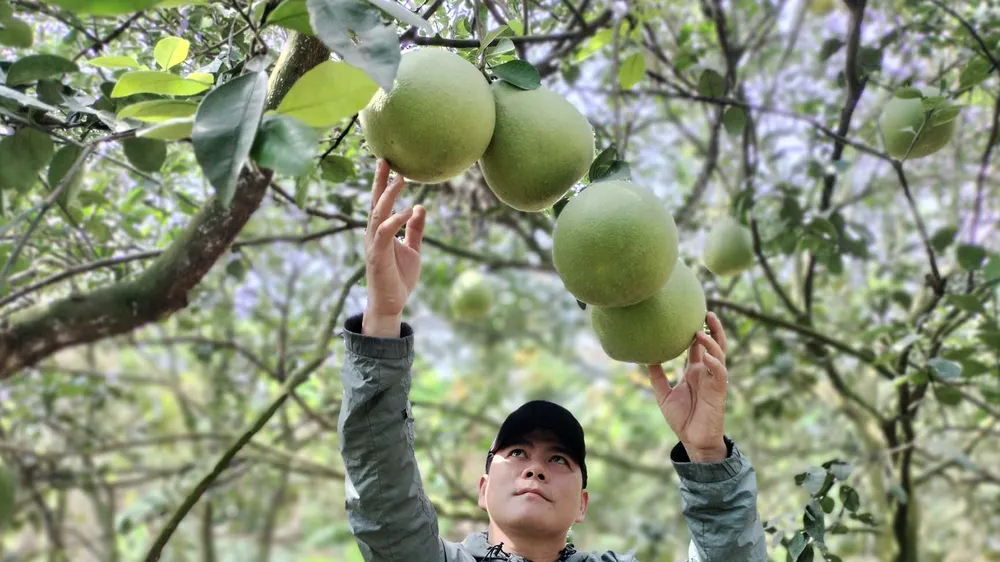 Anh Nguyễn Minh Hải, chủ vườn bưởi ở ấp Tân Triều, xã Tân Bình kiểm tra bưởi đến kỳ thu hoạch