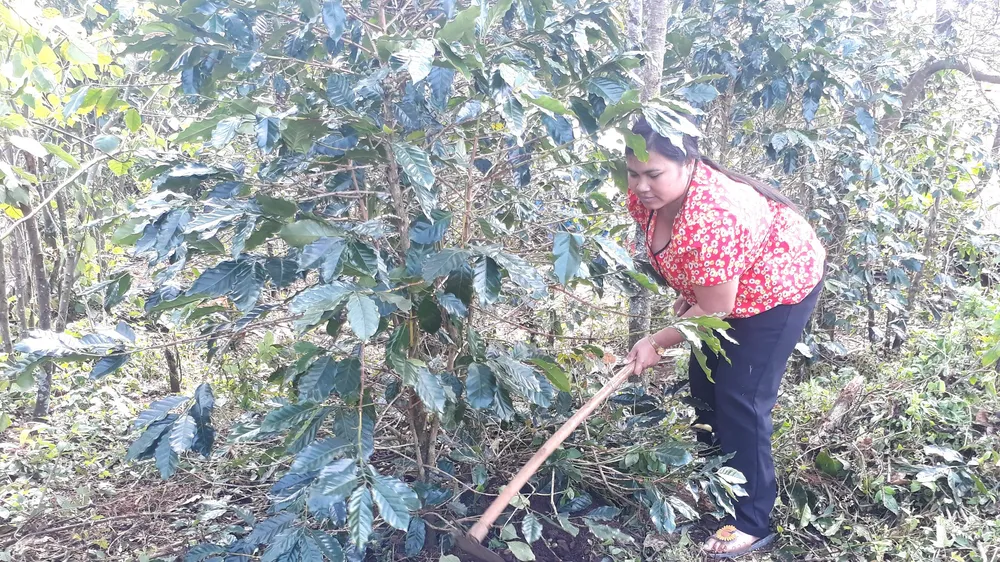 Nhờ trồng cà phê, chị Y Hà đã có thu nhập ổn định, qua đó tự tin xin thoát nghèo