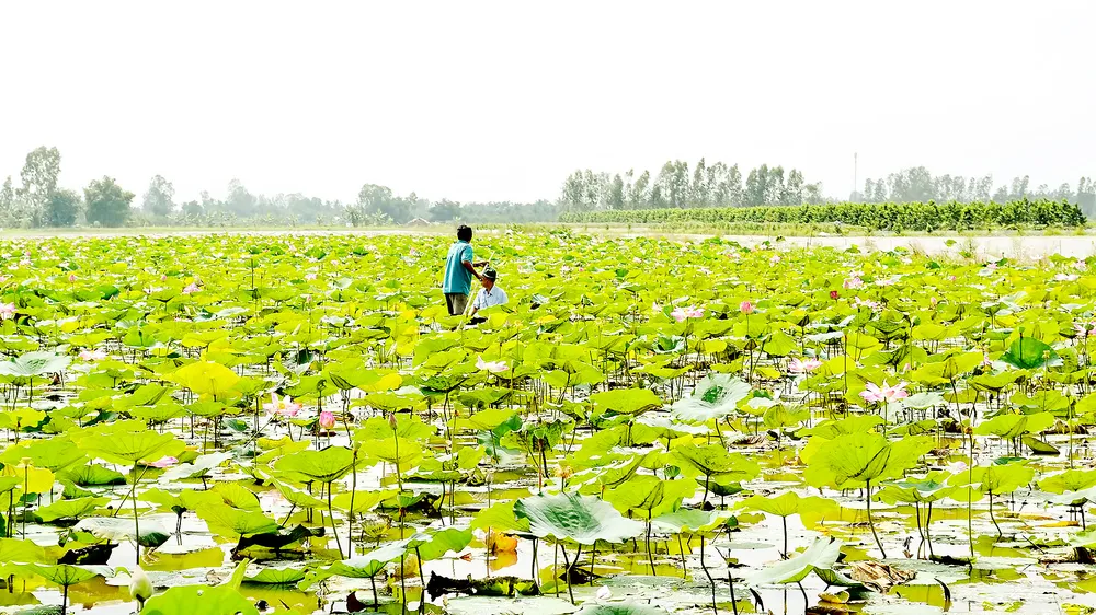 Mô hình trồng sen kết hợp nuôi cá của nông dân Hậu Giang