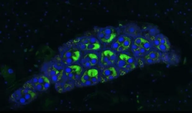 Indonesia thả muỗi vằn Wolbachia chống sốt xuất huyết