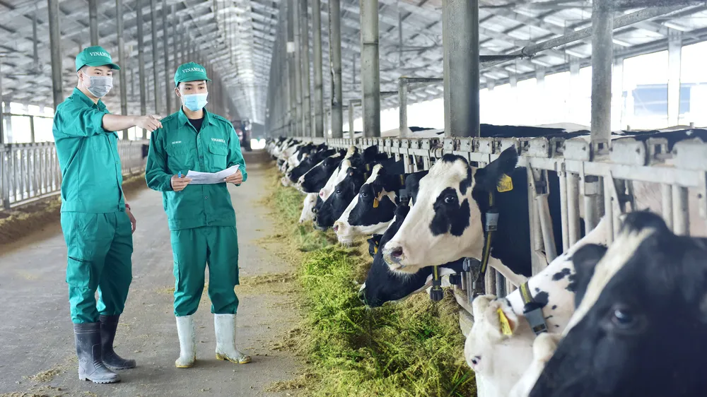 Trang trại của Vinamilk tại Thanh Hóa