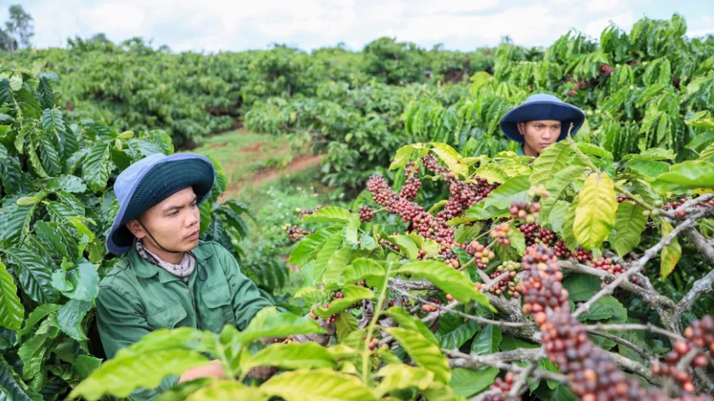 Những vườn cà phê năng suất cao tại tỉnh Đắk Lắk 