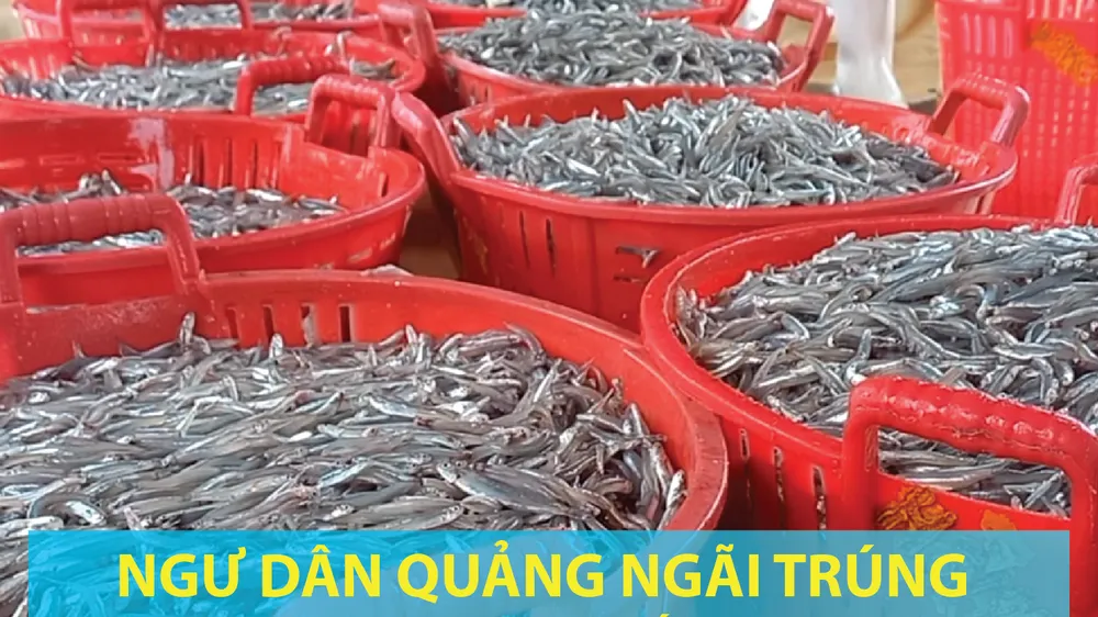 Ngư dân Quảng Ngãi trúng cá cơm cuối vụ
