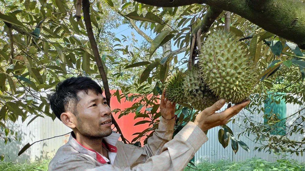 Anh Nguyễn Văn Được (Phường Xuân Tân, TP Long Khánh) có ý định mở rộng diện tích cây sầu riêng