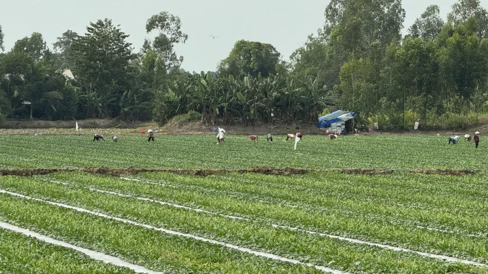 Mùa dưa hấu bội thu
