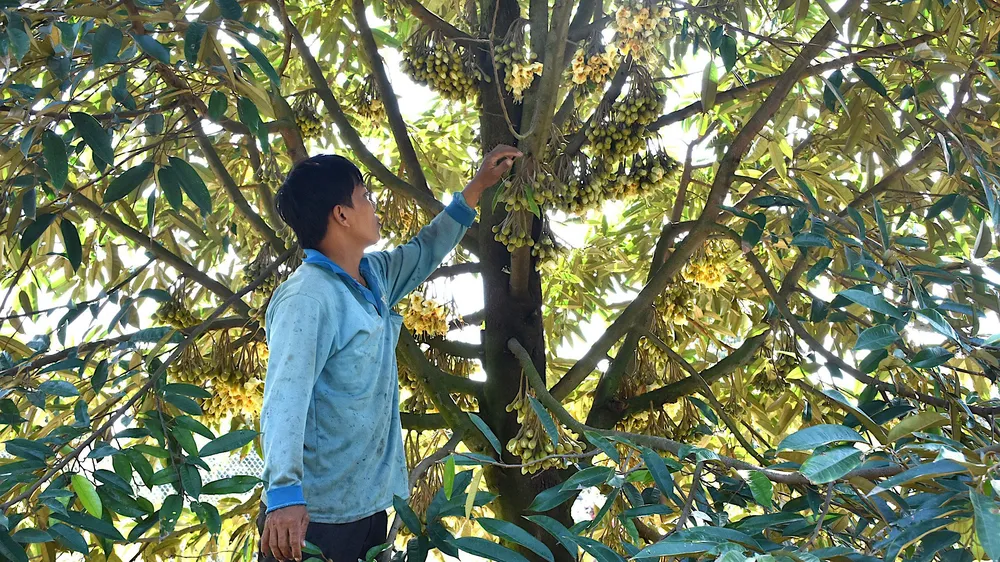 Chăm sóc cây sầu riêng mới trồng tại huyện Tân Phước, Tiền Giang