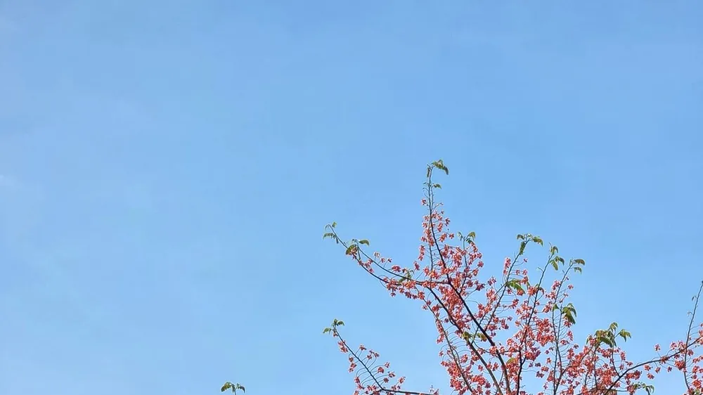 Miền châu thổ mùa này, bông ô môi bắt đầu rực sắc. Ảnh: VINH VÕ